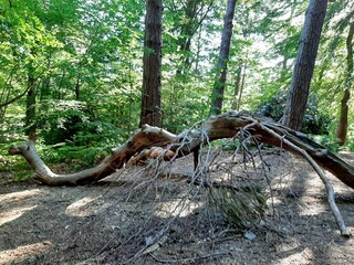 Obraz premium tree in the woods