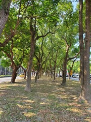 Park in Asia with trees