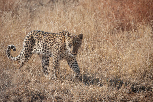 A leopard in stealth mode, walking well camouflaged while flicking its tail, during daytime in the South African bushveld.