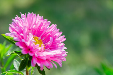 Obraz premium Close up of the pink aster or Callistephus Chinensis, as a background with copy space