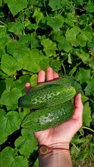 Obraz premium freshly picked cucumbers, in a woman's hand against the background of a cucumber patch. 