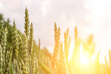 Field farm wheat landscape. Bread rye green grain on golden sky sunset. Agriculture harvest with...