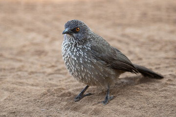 Frontal closeup of an Arrow-marked Babbler foraging on the ground in the South African bushveld.