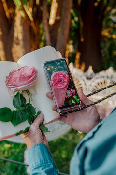 Woman's hand holding book, pink rose blossom and smartphone with photo of rose blossom