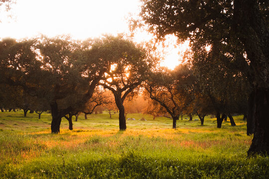 Trees on grassy field during sunset at Evora, Portugal