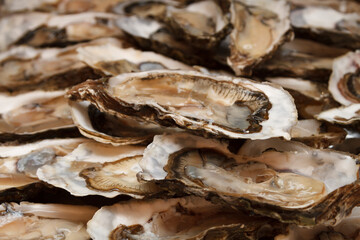 Many large oysters in shells served on ice.