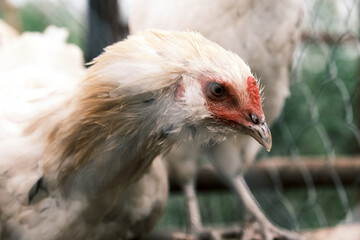 Russian White chickens in the roost. Broiler chick. Farming image. View through the grid. Birds in cage