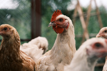 Russian White chickens in the roost. Broiler chick. Farming image. View through the grid.