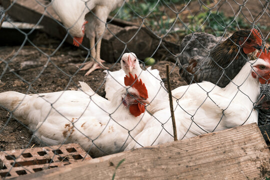 Russian White chickens in the roost. Broiler chick. Farming image. View through the grid. Selective focus.