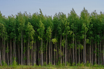 Fototapeta premium Green trees of wonderful edge of a forest with natural background. Long thin stems. Russian forest in summer season. Beautiful nature. Front view image. High saturated.