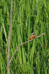 kingfisher on branch in front of grass field