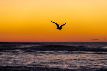 Fototapeta na wymiar Seagull Flying over the Pacific Ocean at Sunset