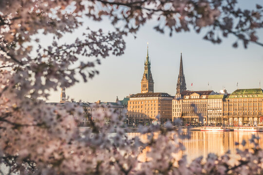 Germany, Hamburg, Buildings surrounding Inner Alster Lake seen through branches of cherry blossom tree