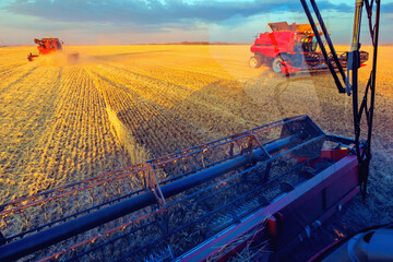 Harvesting grain in the field. The view from the cab of the combine harvester during work. Selective focus.