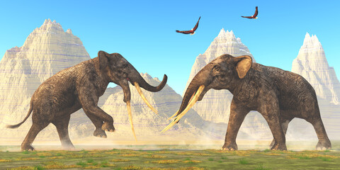 Fototapeta premium Stegotetrabelodon Bulls Fight - Two bull Stegotetrabelodon fight each other for mating rights in the herd during the Miocene Period.