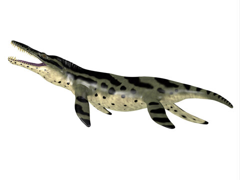 Kronosaurus Reptile Side Profile - The carnivorous marine reptile Kronosaurus lived in the seas of Australia during the Cretaceous Period.