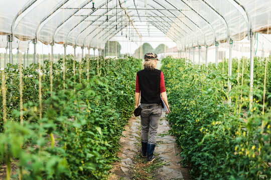 Female farm worker woman checking the growth of organic tomatoes in a greenhouse