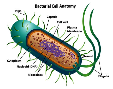 Bacterial cell anatomy labeling structures on a bacillus cell with nucleoid DNA and ribosomes. External structures include the capsule, pili, and flagellum.  