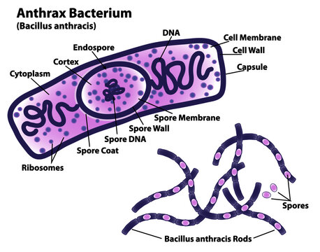Anthrax bacteria (Bacillus anthracis) with endospore labeled, rods and spores indicated, DNA, ribosomes, and cell wall.