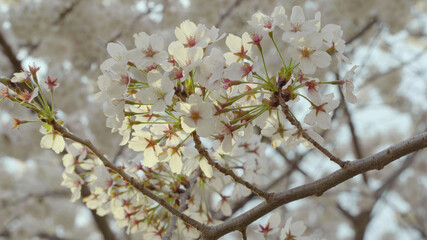 Yoshino Cherry Blossoms in the Evening in Washington, DC