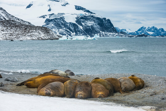 Colony of Southern elephant seals (Mirounga leonina) at shore of Coronation Island