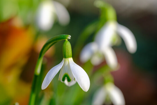 Head of white blooming snowdrop (Galanthus nivalis)