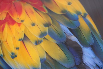 Fototapeta premium Parrot Feathers