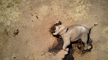 Directly above view of dead African elephant at Hwange National Park, Zimbabwe