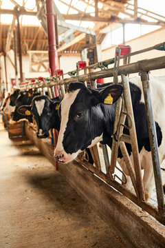 Cows standing in row at dairy farm