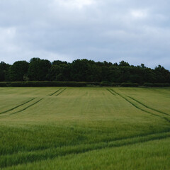 Grain field with Tractor tracks in Scotland