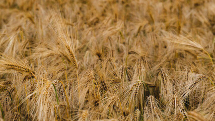 Fototapeta premium Barley field 