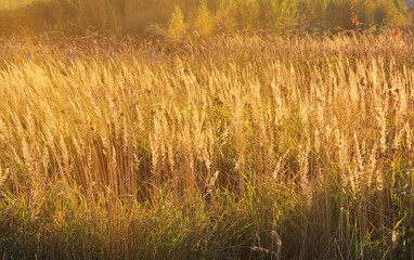 the grass is fluffy on the field against the background of the setting sun rays close up