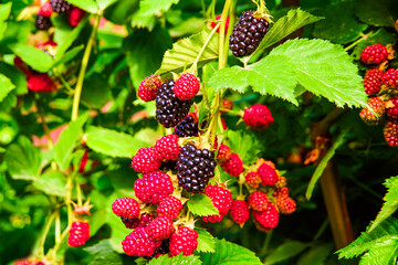 Blackberries grow in the garden. Ripe and unripe berries on a bush with green leaves selective focus. Berry background.
