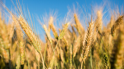 Wheatfield. Close up golden yellow ears of wheat in the sunset during harvest.
