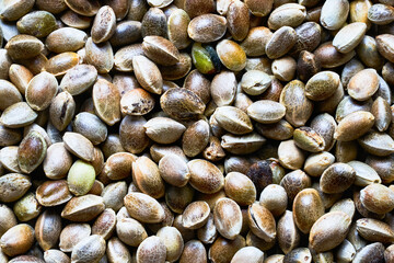 Top view of hemp seeds. Seeds backgound. Close up