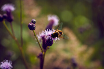 The bees landed on the beautiful flowers