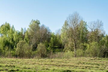 Fototapeta na wymiar Green grass and meadow, in the background bushes, trees and forest in Belarus. Clear blue sky on a sunny day.