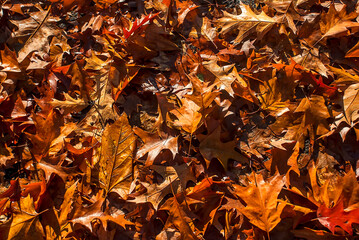 Park photographed in Cologne, Germany. Picture made in 2009.