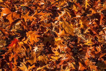 Park photographed in Cologne, Germany. Picture made in 2009.