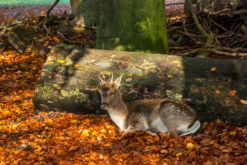Fallow deer photographed in Cologne, Germany. Picture made in 2009.