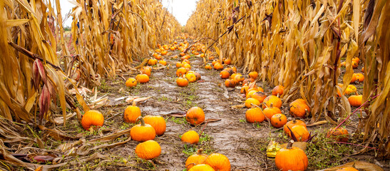 A pumpkin fied between corn rows at a farm near Gervais, Oregon.