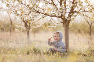 Naklejka na ściany i meble A little blond boy sits under a flowering tree in green grass, in a gray body shirt, a hood on his head, looks at the camera, laughs, in the rays of the sunset. Carefree childhood, nature walks.