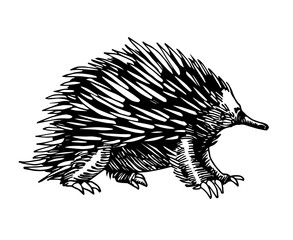 wild mammalian marsupial ovipositor australian animal, echidna with spikes, for logo or emblem, vector illustration with black ink lines isolated on a white background in a hand drawn style