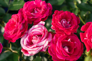 Crimson rose flowers close up.Selective focus with shallow depth of field

