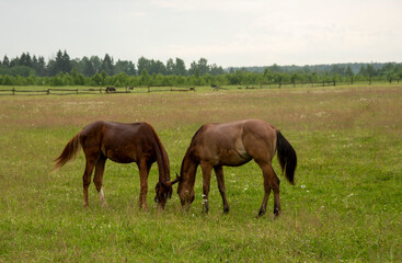 Obraz na płótnie Canvas Two young foals graze in a field.