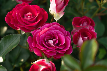 Crimson rose flowers close up.Selective focus with shallow depth of field
