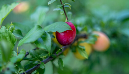 a ripe cherry plum hangs on a branch among green leaves