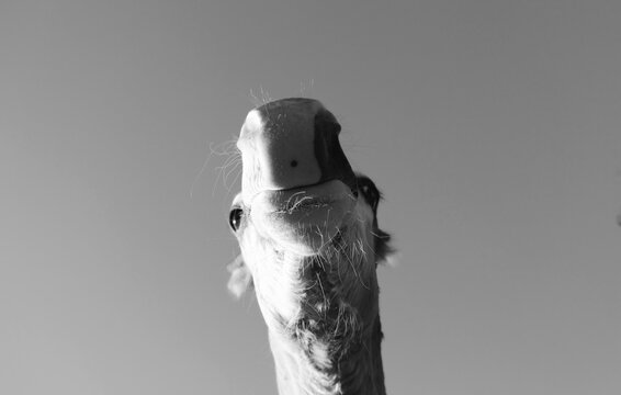 Funny foal face view from below of nose and chin in black and white.