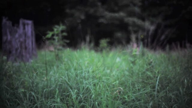 Firefly lightning bugs glowing in tall grass at dusk near forest  in countryside
