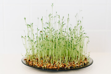 Closeup of sprouted growing wheat sprouts, healthy lifestyle and eating food choice for salads and cooking